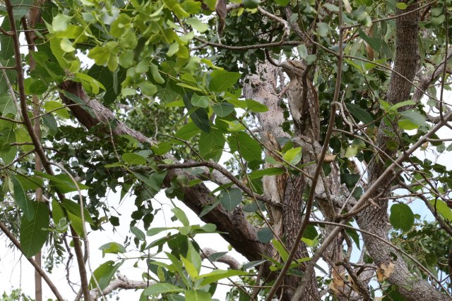 Papuaschwalme (Papuan Frogmouth), Lotus Bird Lodge