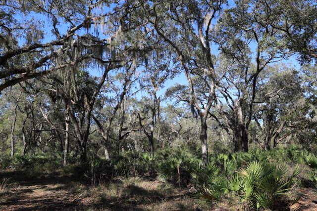 Waldwanderung, Myakka River State Park