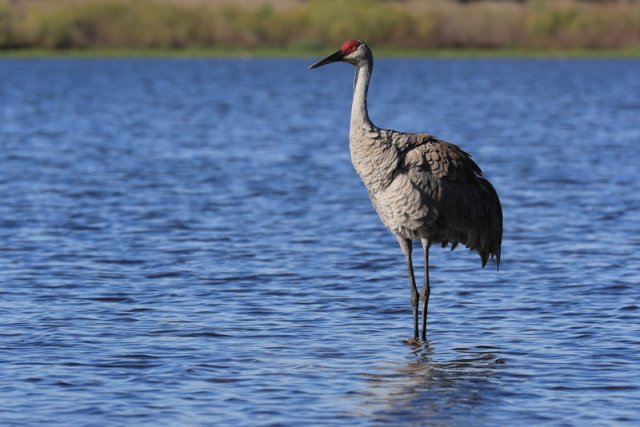 Kanadakranich (Sandhillcrane), Myakka River State Park