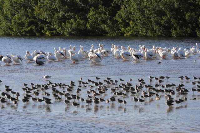Nashornpelikane (American White Pelicans), Sanibel Island