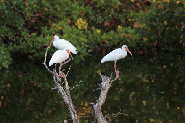 Schneesichler (White Ibis), Sanibel Island