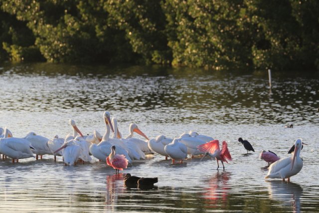 Nashornpelikane und Rosalöffler (American White Pelicans and Roseate Spoonbills), Sanibel Island