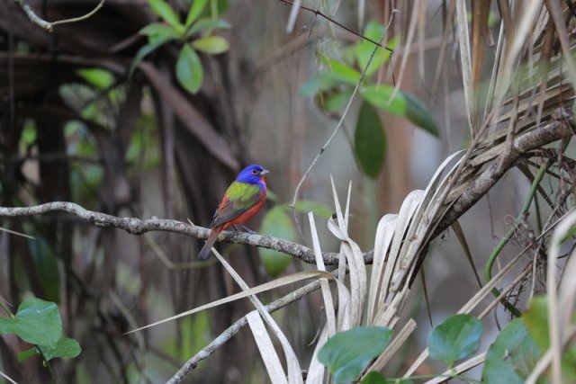 Papstfink (Painted Bunting), Corkscrew Swamp Sanctuary