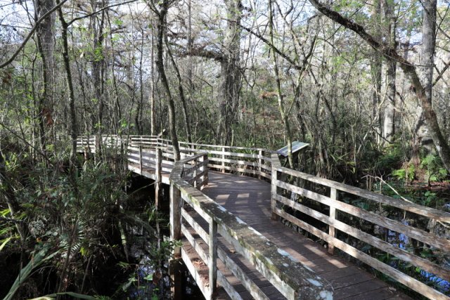 Holzsteg, Corkscrew Swamp Sanctuary