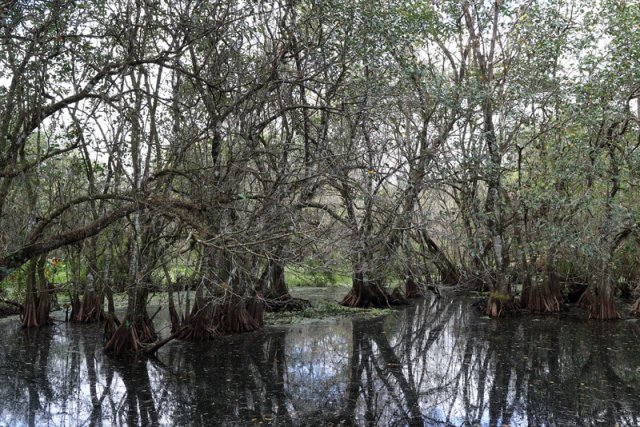 Sumpfzypressen, Corkscrew Swamp Sanctuary