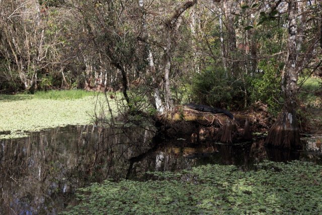 Alligator, Corkscrew Swamp Sanctuary
