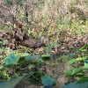 Brauner Sichler (Glossy Ibis),Ocklawaha River