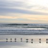 Königsseeschwalben (Royal Terns), Siesta Beach