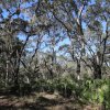 Waldwanderung, Myakka River State Park