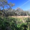 Waldwanderung, Myakka River State Park