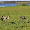 Kanadakraniche (Sandhillcranes), Myakka River State Park
