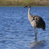 Kanadakranich (Sandhillcrane), Myakka River State Park
