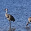 Kanadakraniche (Sandhillcranes), Myakka River State Park