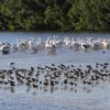 Nashornpelikane (American White Pelicans), Sanibel Island