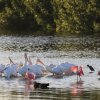 Nashornpelikane und Rosalöffler (American White Pelicans and Roseate Spoonbills), Sanibel Island