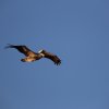 Braunpelikan (Brown Pelican), Sanibel Island