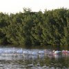 Nashornpelikane und Rosalöffler (American White Pelicans and Roseate Spoonbills), Sanibel Island