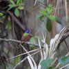 Papstfink (Painted Bunting), Corkscrew Swamp Sanctuary