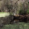 Alligator, Corkscrew Swamp Sanctuary