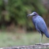 Blaureiher (Little Blue Heron), Corkscrew Swamp Sanctuary