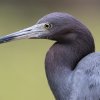Blaureiher (Little Blue Heron), Corkscrew Swamp Sanctuary