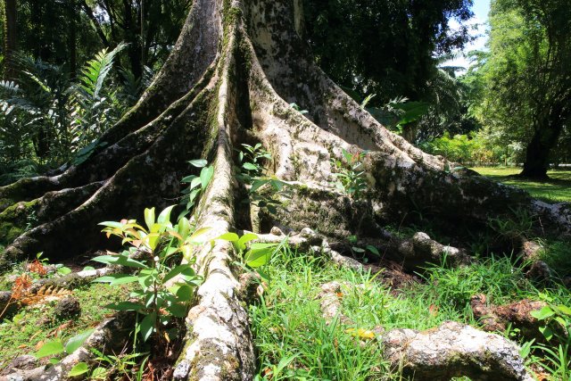 Feigenbaumwurzeln, Botanischer Garten, Tahiti