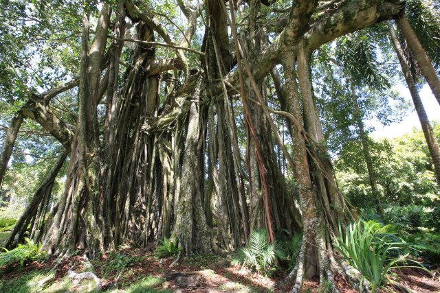 Banyanbaum, Botanischer Garten, Tahiti