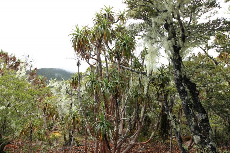 Regenwald Mount Arthur, Kahurangi NP