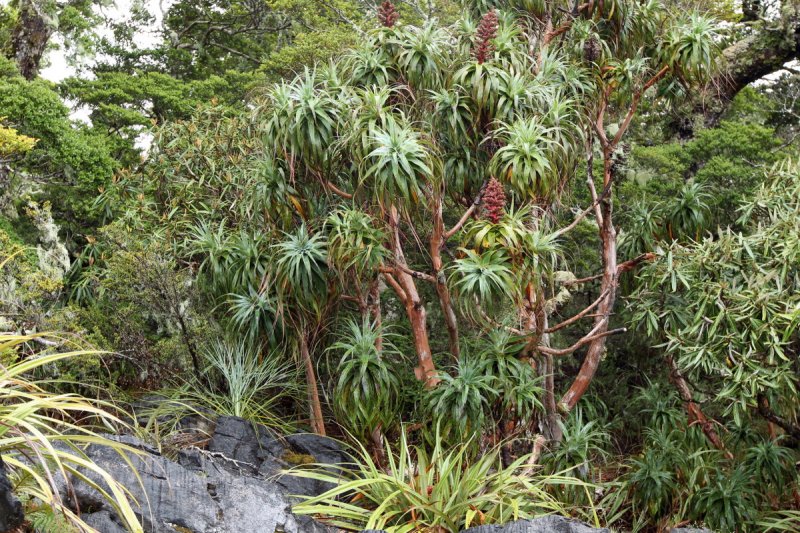Regenwald Mount Arthur, Kahurangi NP