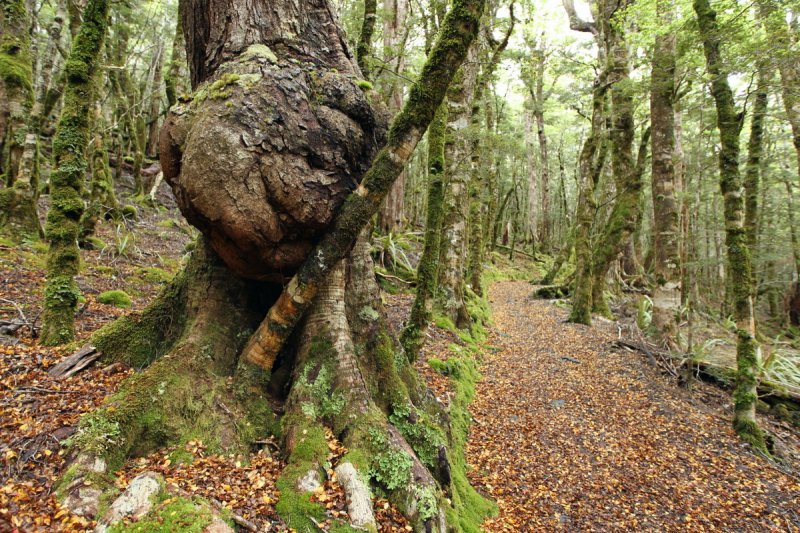 Regenwald Mount Arthur, Kahurangi NP