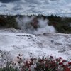 Te Puia, Rotorua