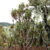 Regenwald Mount Arthur, Kahurangi NP
