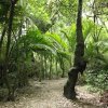 Grove Scenic Reserve, Abel Tasman Drive