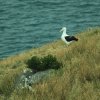 Königsalbatross, Otago Halbinsel