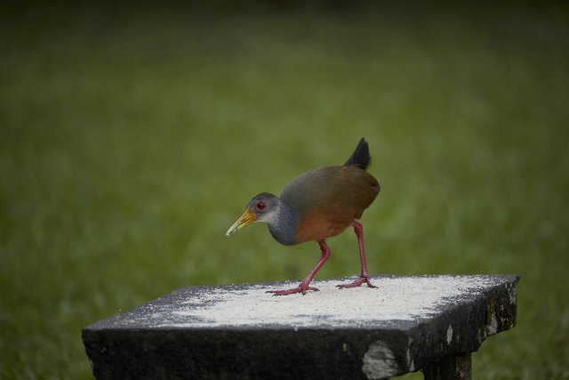 Cayenneralle (Gray-cowled Wood-Rail), Manu NP