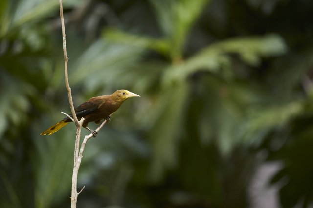 Breithauben-Stirnvogel (Russet-crested Oropendula), Manu NP