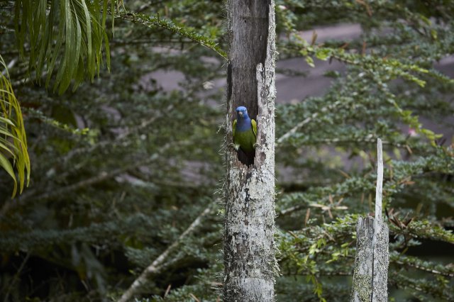 Schwarzohrpapagei (Blue-headed Parrot), Manu NP