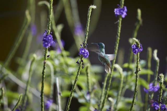 Bronzeschwanz-Saphirkolibri (Golden-tailed Sapphire), Manu NP