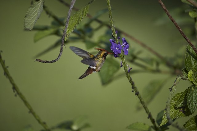 Zierelfe (Rufous crested Coquette), Manu NP