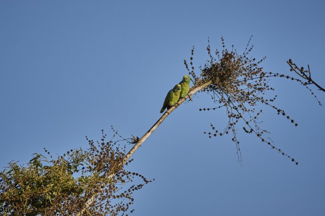 Gelbscheitelamazonen (Yellow-crowned Parrots), Manu NP