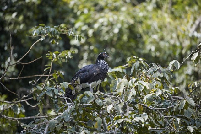 Hornwehrvogel (Horned Screamer), Manu NP