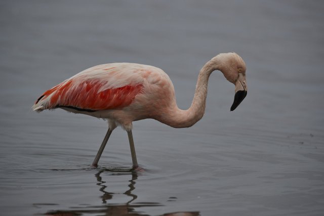 Chileflamingo, Paracas-Bucht