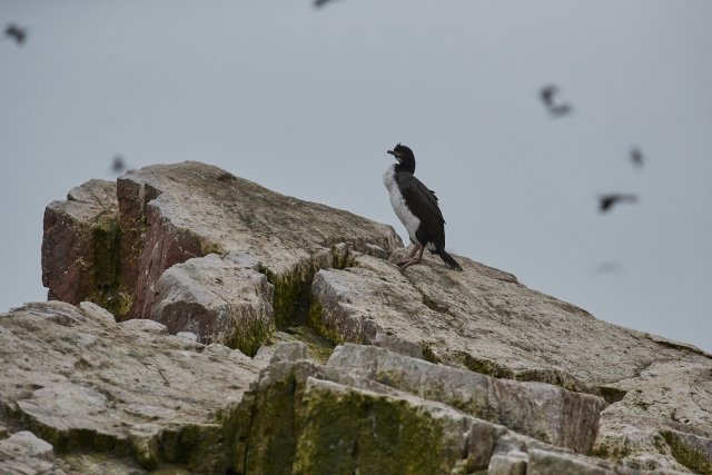 Guanokormoran, Islas Ballestas