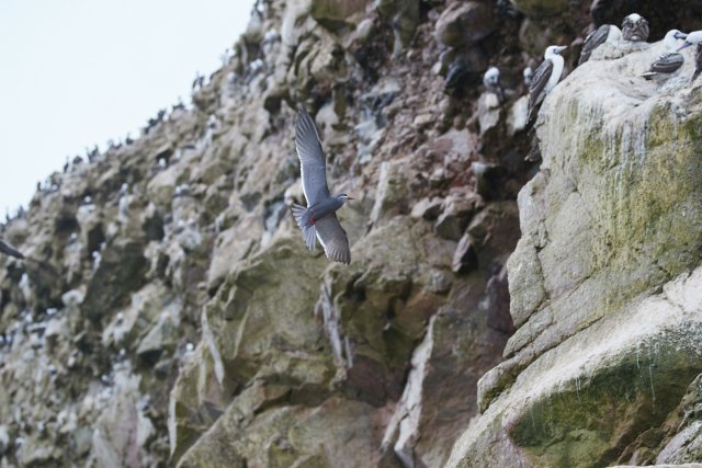 Inkaseeschwalbe (Inca Tern), Islas Ballestas