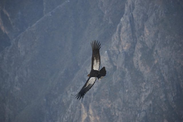 Andenkondor, Cruz del Condor