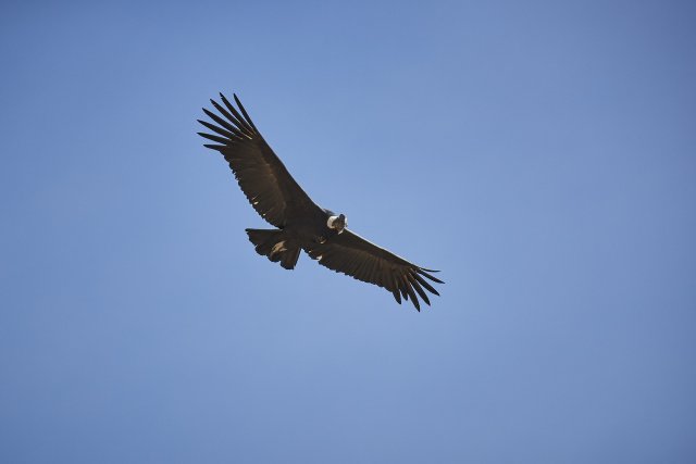 Andenkondor, Cruz del Condor