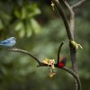 Blau- und Maskentangare (Blue-gray and Masked Crimson Tanager), Manu NP