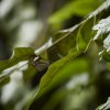 Schmetterling, Manu NP