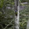 Schwarzohrpapagei (Blue-headed Parrot), Manu NP