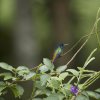 Bronzeschwanz-Saphirkolibri (Golden-tailed Sapphire), Manu NP